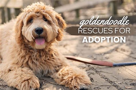 goldendoodle rescue dogs for adoption.